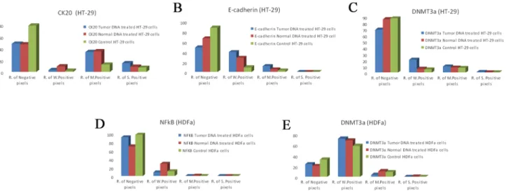 Fig 8. ICC evaluation of CK20(A), E-cadherin(B) and DNMT3a(C) on HT-29 colon cancer cells and NF κ B(D) and DNMT3a(E) in HDF alpha fibroblasts.