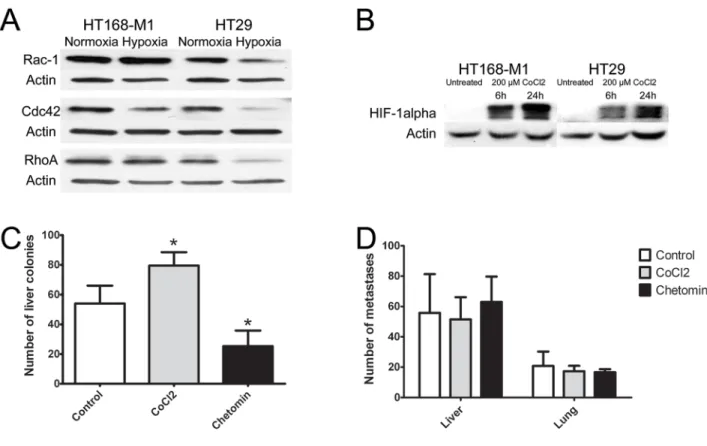 Figure 3: Effect of hypoxia on protein expression and in vivo metastasis of human tumor xenografts