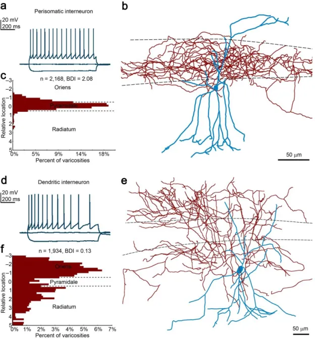 Figure 7.  Morphological  classification  of  regular-spiking  interneurons.  (a)  Multipolar  neurons  in  the  CA1  radiatum  were  recorded  in  whole-cell  patch-clamp  configuration