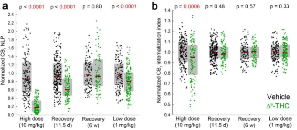 Figure 8.  Recovery  and  dose-dependence  of  molecular  reorganization  after  chronic  THC  exposure