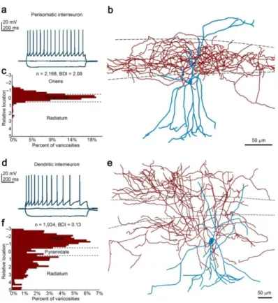 Figure 1.  Morphological  classification  of  regular-spiking  interneurons.  (a)  Voltage  traces recorded in multipolar CA1 radiatum neurons show regular spiking (accommodating)  pattern