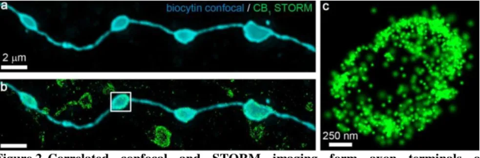 Figure 2.  Correlated  confocal  and  STORM  imaging  form  axon  terminals  of  individually labeled neurons