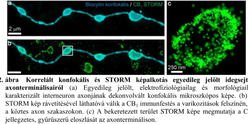 2. ábra  Korrelált  konfokális  és  STORM  képalkotás  egyedileg  jelölt  idegsejtek  axonterminálisairól  (a)  Egyedileg  jelölt,  elektrofiziológiailag  és  morfológiailag  karakterizált  interneuron  axonjának  dekonvolvált  konfokális  mikroszkópos  ké
