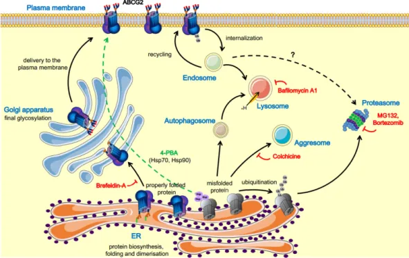 Figure 1. Schematic representation of the ABCG2 trafficking pathways and the respective modulators