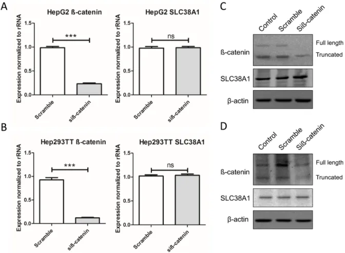 Figure 7: Frequent concomitant activation of mTORC1 and SLC38A1 in human hepatoblastoma