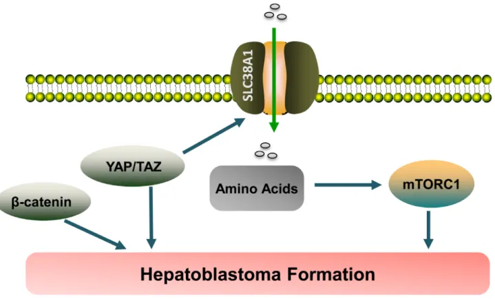 Figure 8: Pathway illustration.  YAP and its paralog TAZ regulate the expression of the amino acid transporter SLC38A1, thus leading  to mTORC1 activation and hepatoblastoma formation.