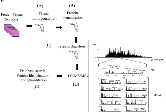 Fig. 4 a The gel-free proteomic approach followed in our exper- exper-iments consisted of six stages: the tissue (15–20 sections) was homogenized in a lysis buffer containing chemotropic agents such as urea or detergents (a); extensive denaturation of the 