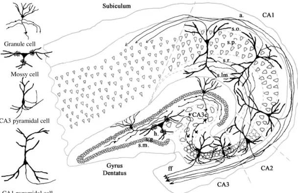 Figure 1: Schematic of human hippocampal formation.  