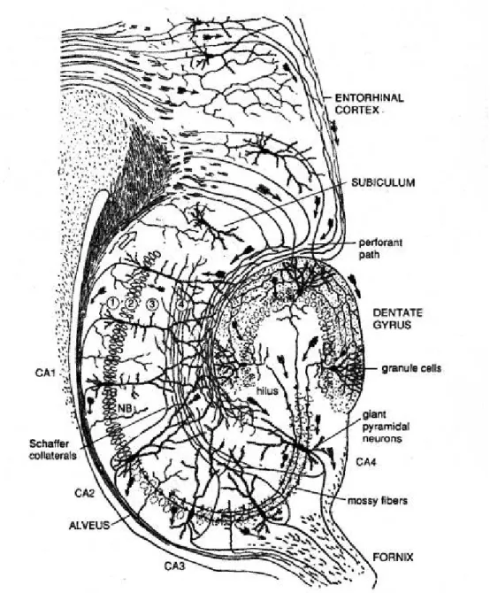 Figure 2: Schematic of rodent hippocampal formation 