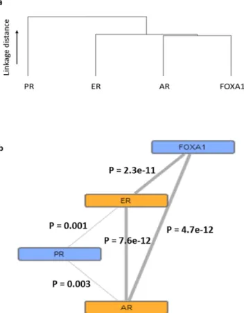 Figure 2.  Correlative biomarker relationships. Dendrogram showing biomarker correlations using  agglomerative hierarchical clustering with complete linkage (a) with an example protein network (b) showing  significant correlation relationships indicated by