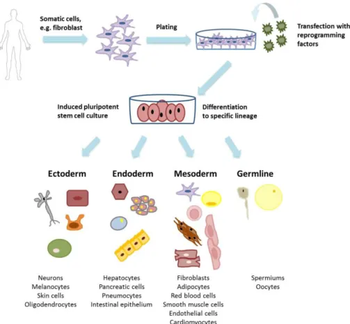 Figure 3. Induced pluripotent stem cells and derivatives Figure shows the derivation of  human induced pluripotent stem cells