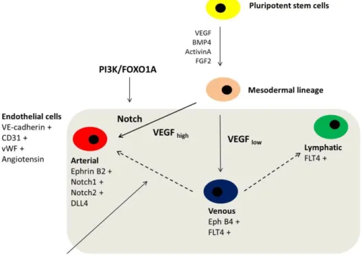 Figure  5.  Differentiation  of  arterial,  venous  and  lymphatic  endothelial  cells  from  human  pluripotent  stem  cells  Schematic  drawing  shows  differentiational  steps,  crucial  growth  factors  and  cytokines  responsible  for  endothelial  de