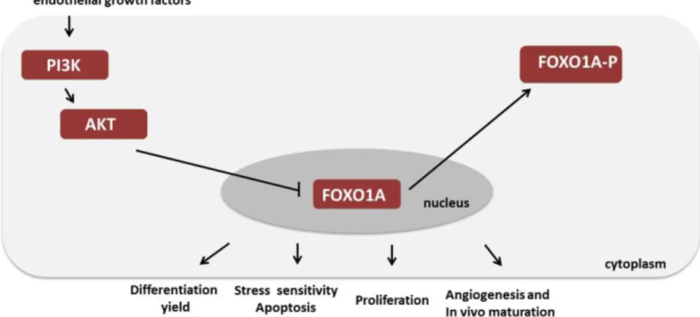 Figure  6.  PI3K/FOXO1A  signalling  pathway  in  endothelial  cells  Schematic  figure  shows regulatory role of PI3K/FOXO1A  signalling pathway in endothelial characteristics  and function (Original figure is from Edit Gara) 