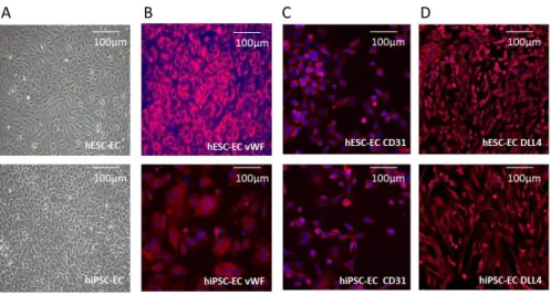 Figure 2. In vitro morphology and immunocytochemistry of hESC-EC  and hiPSC-EC 