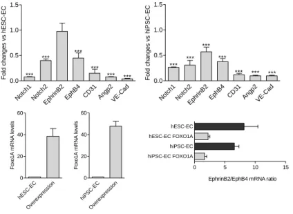 Figure 5. FOXO1A overexpression affects endothelial gene expression 
