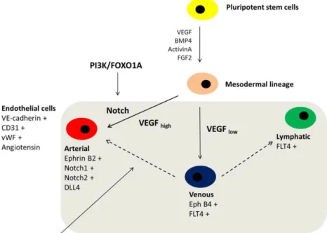 Figure 1. Endothelial differentiation from human pluripotent stem cells 