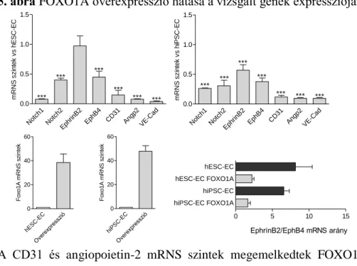 5. ábra FOXO1A overexpresszió hatása a vizsgált gének expressziójára 
