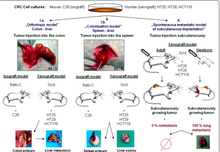Figure 5 Complex animal model system. I. Liver metastasis (I.a) / colonisation (I.b) model
