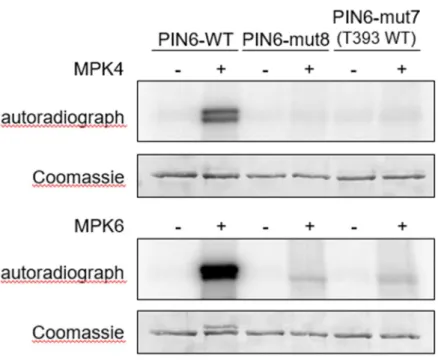 Figure 5. PIN6 is phosphorylated by MPK4 and MPK6. Kinase assay with in vitro-translated, affinity-purified  WT GST:PIN6 (PIN6-WT), T226A, T242A, S286A, T304A, T320A, S326A, S337A, and T393A mutant  GST:PIN6 (indicated as ‘PIN6-mut8’) and T226A, T242A, S28