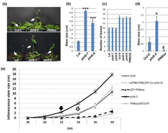 Figure 6. PIN6 regulates Arabidopsis inflorescence stem elongation.  