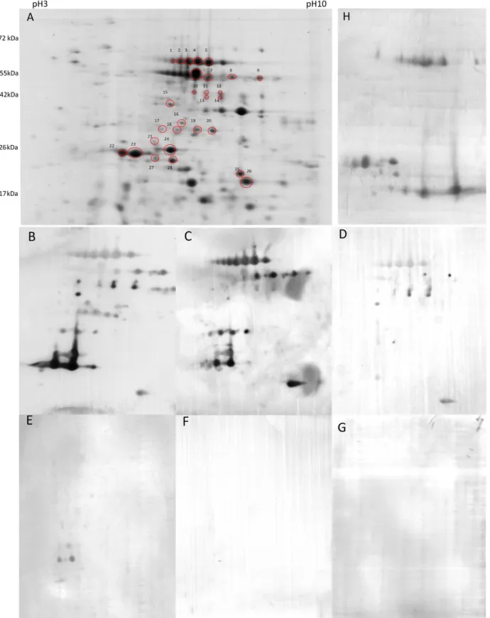 Figure 1.  Identification of celiac disease-related proteins of Brachyprodium distachyon ‘Bd21′ using anti- anti-IgA detection and patients’ blood sera
