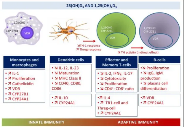 Figure 6. Overview of immunomodulatory actions of 25(OH)D3 and 1,25(OH) 2 D3 on  monocytes  and  macrophages,  dendritic  cells,  effector,  and  memory  T  and  B  lymphocytes [55-56]