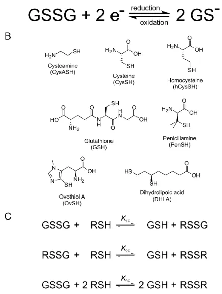 Figure  1.  A:  The  thiol-disulfide  redox  half-reaction  of  glutathione.  B:  The  structural  formulae  of  the  thiols  studied