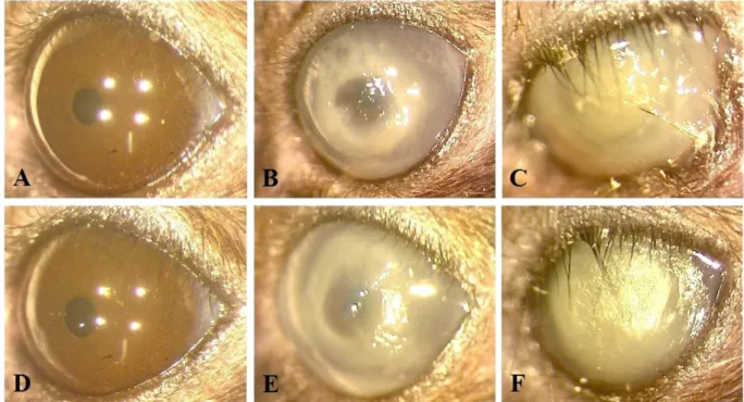 Figure 10.  Representative corneal manifestations of mice treated by regimen III (methylene blue mediated PDI  at 24 h post infection), in which PDI was mediated by (A,B,C) 0%, (D,E,F) 0.005% methylene blue (MB)