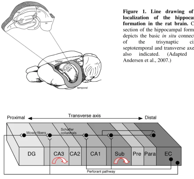 Figure  1.  Line  drawing  of  the  localization  of  the  hippocampal  formation  in  the  rat  brain