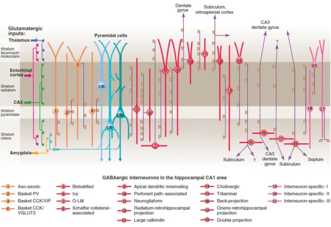 Figure 3. Interneuron diversity in the CA1 region of the hippocampus. In 2008 at least  21 different interneuron types were identified by Klausberger and Somogyi