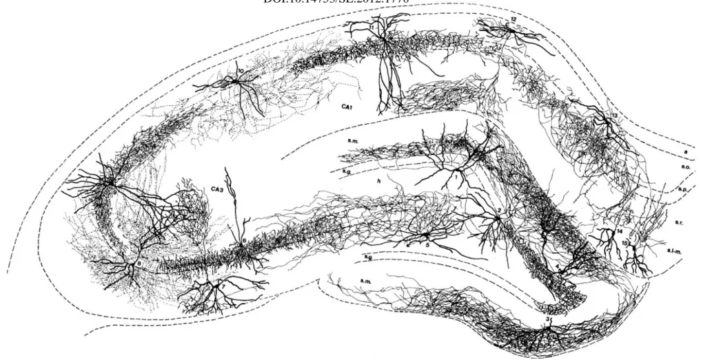 Figure 4. Drawing of different types of interneurons of the hippocampal formation based on camera lucida reconstructions in rodents