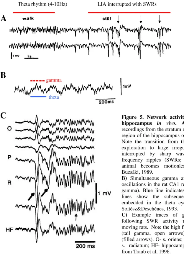Figure  5.  Network  activity  patterns  in  the  hippocampus  in  vivo .  A)  Field  potential  recordings from the stratum radiatum in the CA1  region of the hippocampus of both hemispheres