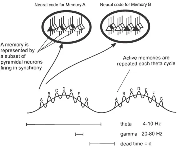 Figure 6. Hypothetical cooperation of gamma oscillation and theta rhythm in storing  memories