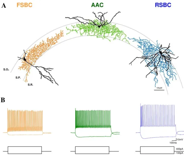 Figure  7.  Electrophysiological  and  morphological  properties  of  the  three  types  of  perisomatic  region  targeting  interneurons  in  the  CA3  region  of  the  mouse  hippocampus