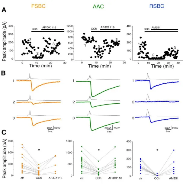 Figure 10. CCh suppresses the unitary IPSC amplitudes in a cell-type specific manner.  A)  Representative  experiments  obtained  in  FSBC-,  AAC-  and  RSBC-pyramidal  cell  pairs