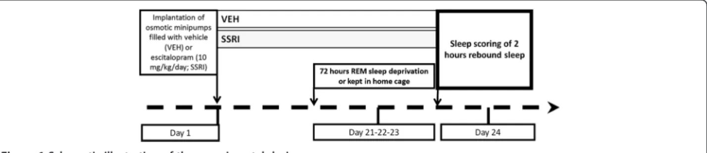 Figure 1 Schematic illustration of the experimental design.