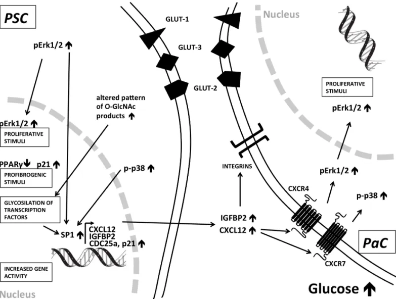 Fig 6. Summary of signaling pathways induced by chronic hyperglycemia in human pancreatic stellate cells and PaC cells