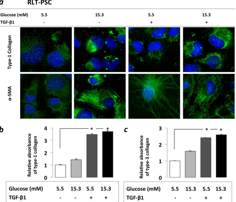 Fig 2. Immunocytochemistry (a) and ELISA assessment (b) of PSC activation. Increased α -SMA and type-1 collagen protein expression was found on immunocytochemistry after PSCs were exposed both to 21 days of hyperglycemia or 48h of TGF- β 1 (a) 