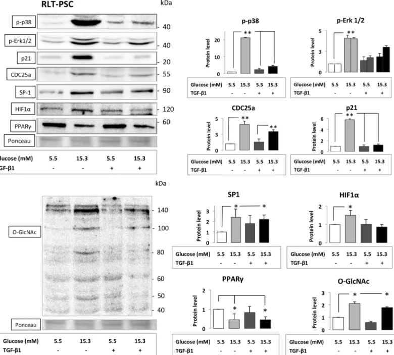 Fig 4. Series of Western blot experiments assessing key signaling molecule proteins from cell lysates of RLT-PSC cells