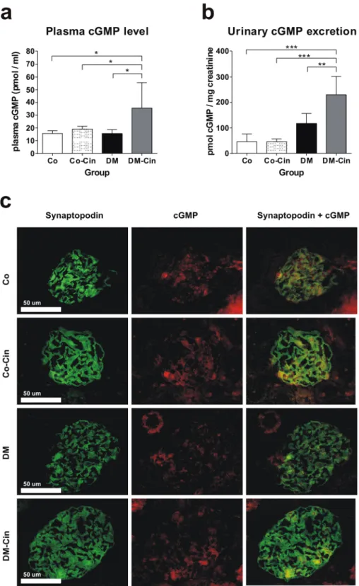 Figure 1.  Effect of diabetes and cinaciguat treatment on cyclic guanosine monophosphate (cGMP) levels in the  plasma and urine, and glomerular cGMP content