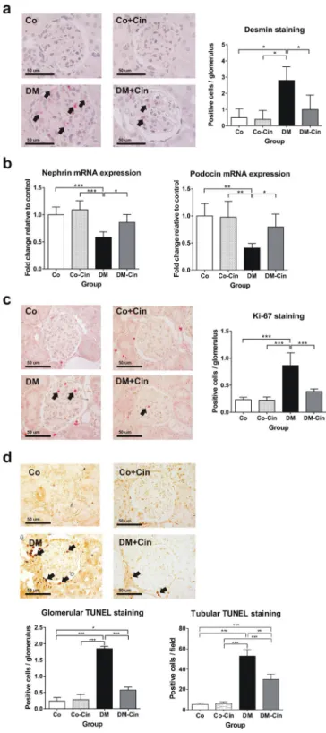 Figure 5.  Evaluation of podocyte damage, glomerular cell proliferation and apoptosis