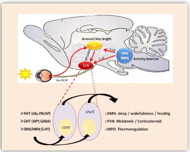 Figure  2.  Main  input  and  output  pathways  of  the  SCN  in  rat.  Photic  input  to  the  SCN  through the retinohypothalamic tract (RHT) via glutaminergic pathway (Glu), non-photic input  from  the  dorsal  and  medial  raphe  nucleus  (DRN  and  MR