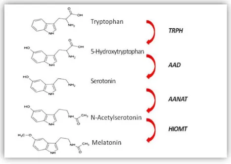 Figure  3.  The  melatonin synthesis  pathway. Melatonin  is  synthesized  from  tryptophan