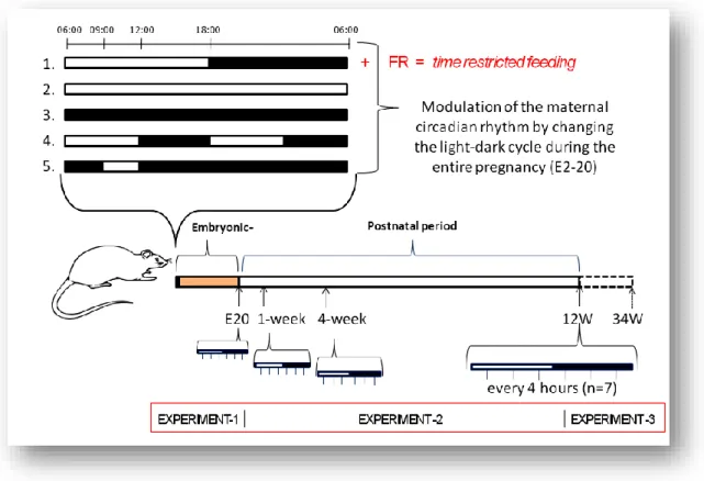 Figure  7.  Experimental  protocols  (1-5)  were  used  to  modulate  the  maternal  circadian  rhythm  during  the  entire  pregnancy  (details  see  in  the  text)
