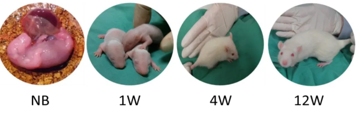 Figure 8. Clockwork of offspring after prenatal circadian disruption were investigated at  embryonic day 20 (E20), as well as 1 (1W), 4 (4W) and 12 week (12W) of age