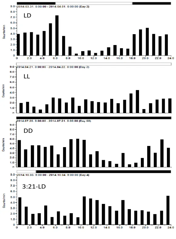 Figure  12.  24  h  actograms  of  dams’  (4-6/group)  locomotor  activity  recorded  with  telemetric  device  at  the  3