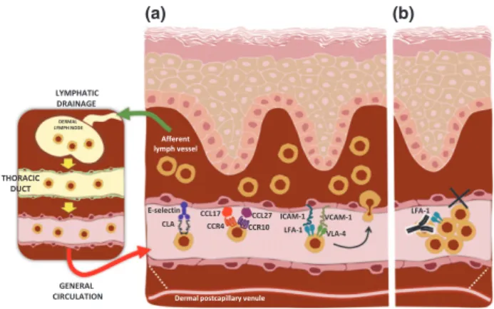 Figure 1. Circulating CLA + T cells as cellular biomarkers. CLA + T cells recirculate between blood and skin (a) through specific adhesion and chemotactic mechanisms