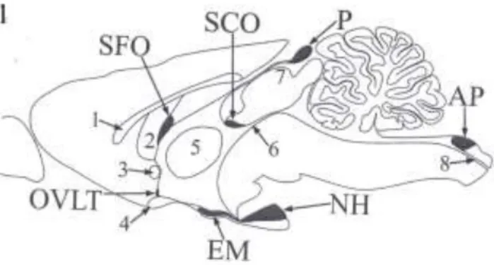 Figure  1.  shows  the  location  of  the  circumventricular  organs  of  the  mammalian  brain