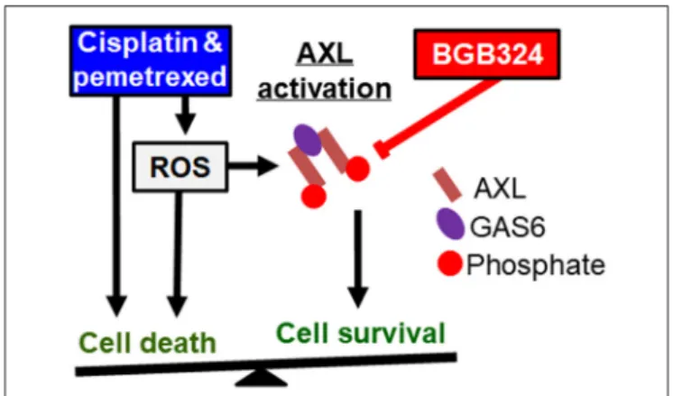 FIGURE 8 | Known pathways and hypothesis for AXL inhibitor (red box) and platinum or antifolate drug (blue box) synergies