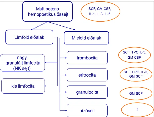 1. ábra: A mulipotens hemopoetikus őssejt és a mieloid sejtvonal érésére ható citokinek  (szerző ábrája, referenciákat lásd a szövegben) 